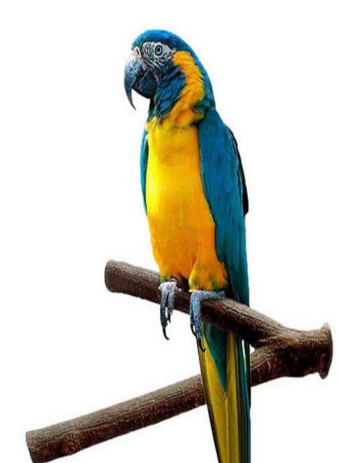 SS Organic® Pet Parrot Bird Cage Wooden Perches Platform - Play Toy Pet Parrot and Small Birds Wood Stand Rack Toy with Y Shape Branch Perches (Size 6-Inch) 1 Pics - Image 1